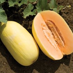 Lilly Crenshaw Melon Plant