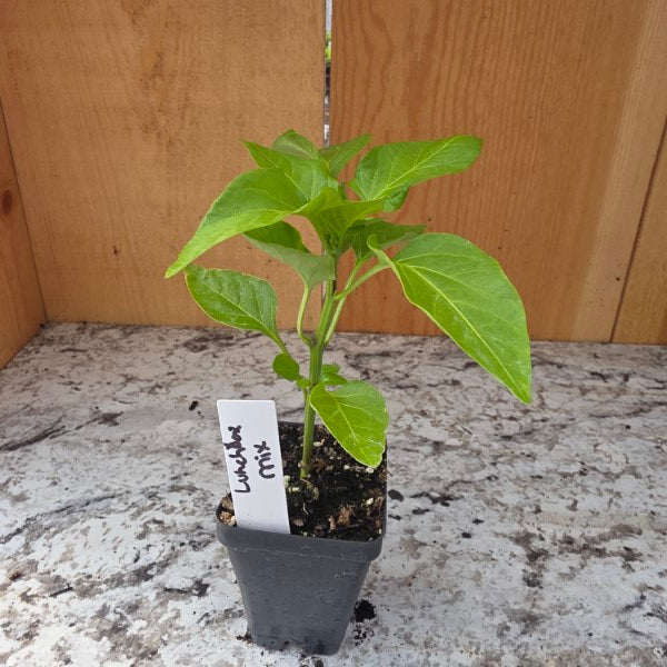 Lunchbox Color Mix Sweet Snack Pepper