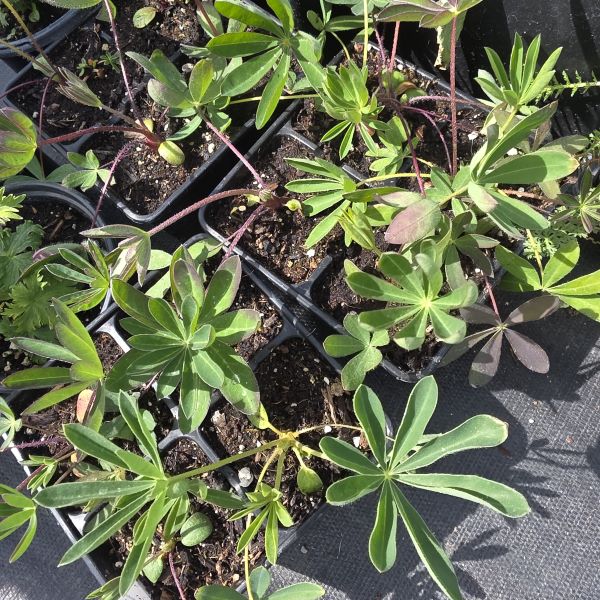 Lupine Perennial Plant- Russell Mix