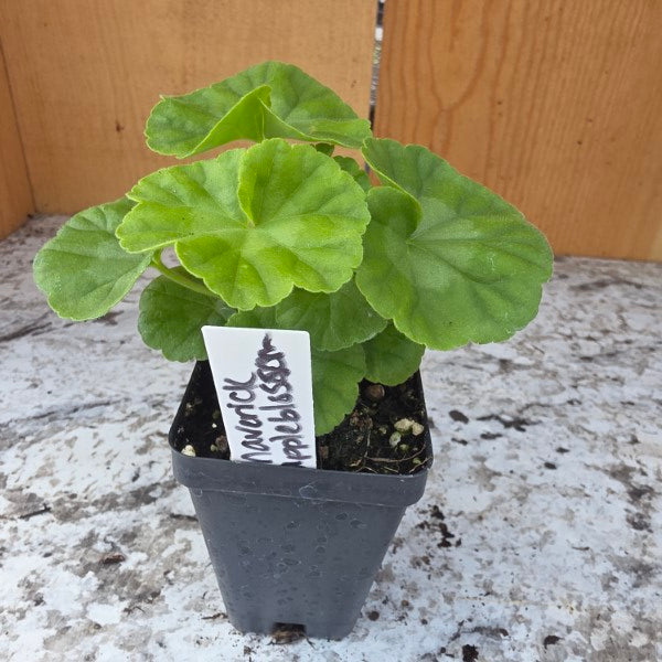 Maverick Appleblossom Geranium Plant