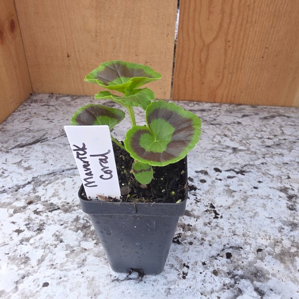 Maverick Coral Geranium Plant
