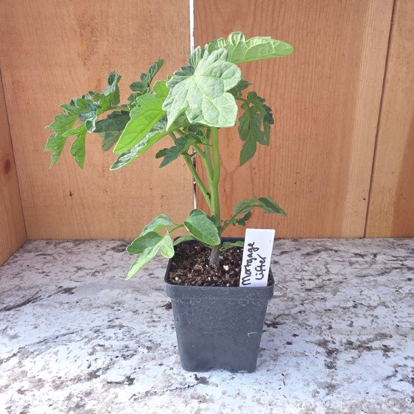 Mortgage Lifter Tomato Plant