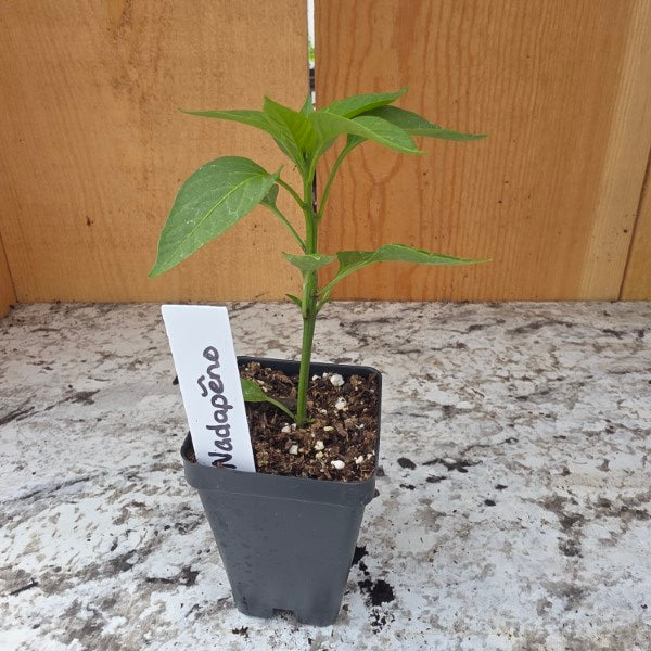 Nadapeno Pepper Plant