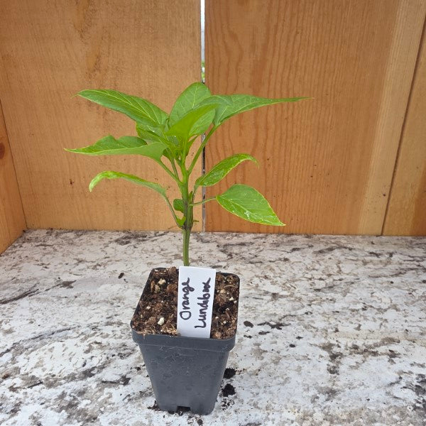 Orange Lunchbox Sweet Snack Pepper Plant