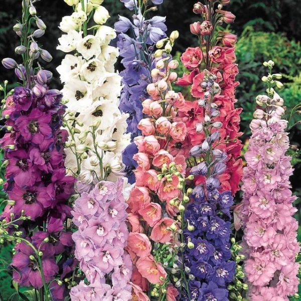 Pacific Giants Delphinium Perennial Plant