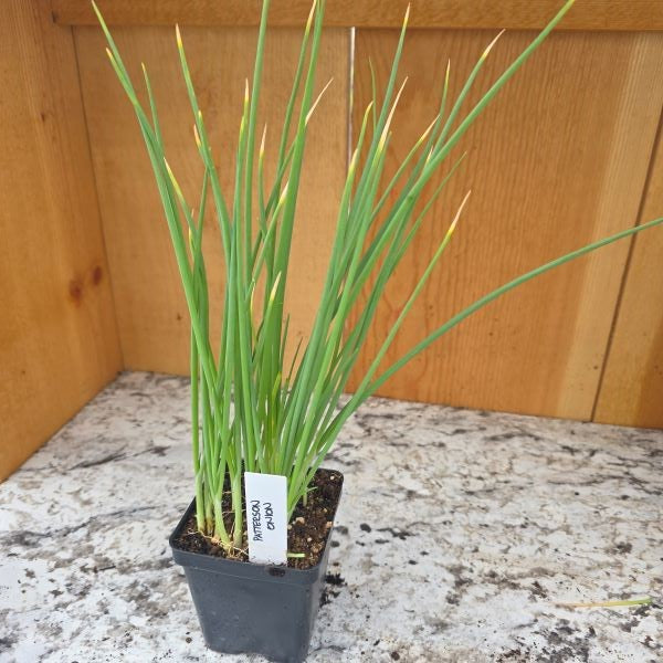 Patterson Onion Plants
