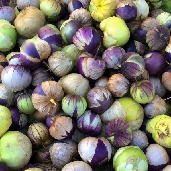 Purple Tomatillo Plant