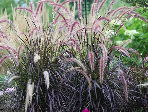 Purple Fountain Grass Plant
