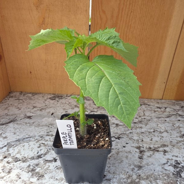 Purple Tomatillo Plant