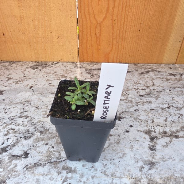 Rosemary Herb Plant