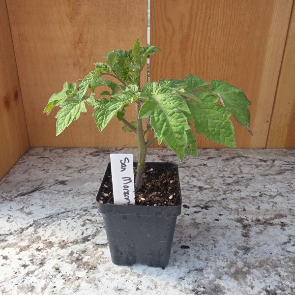 San Marzano Tomato Plant