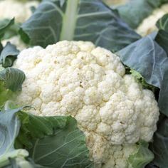 Cauliflower Self-Blanching Plant