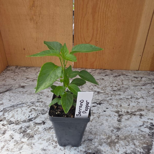 Serrano Pepper Plant