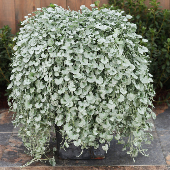 Dichondra Silver Falls Plant