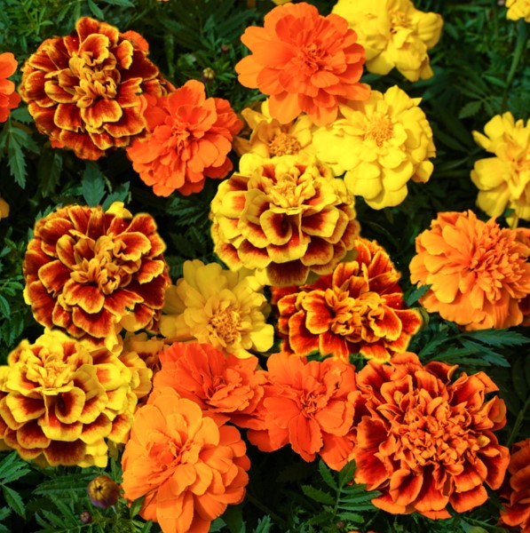 Sparky Mix Marigold Plants