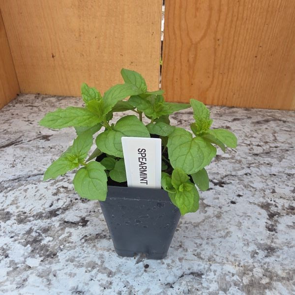 Spearmint Herb Plant