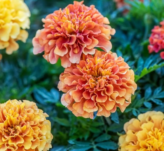 Strawberry Blonde Marigold Annual Plants