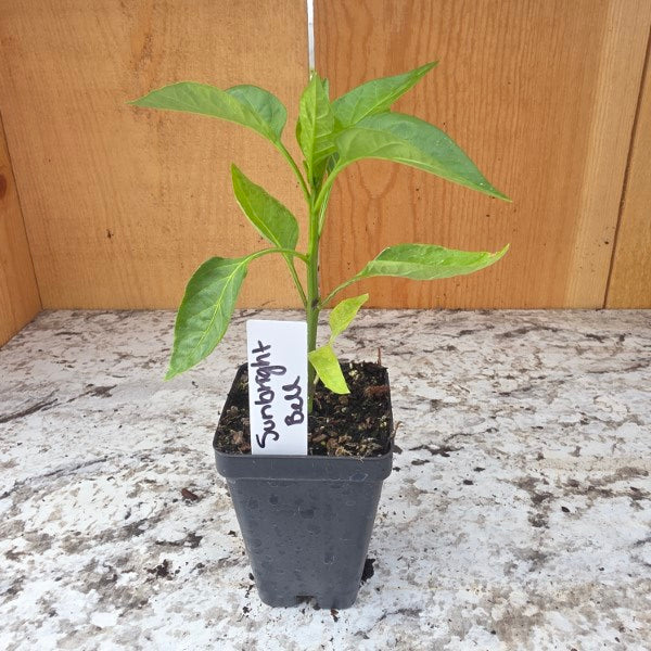 Sunbright Bell Pepper Plant
