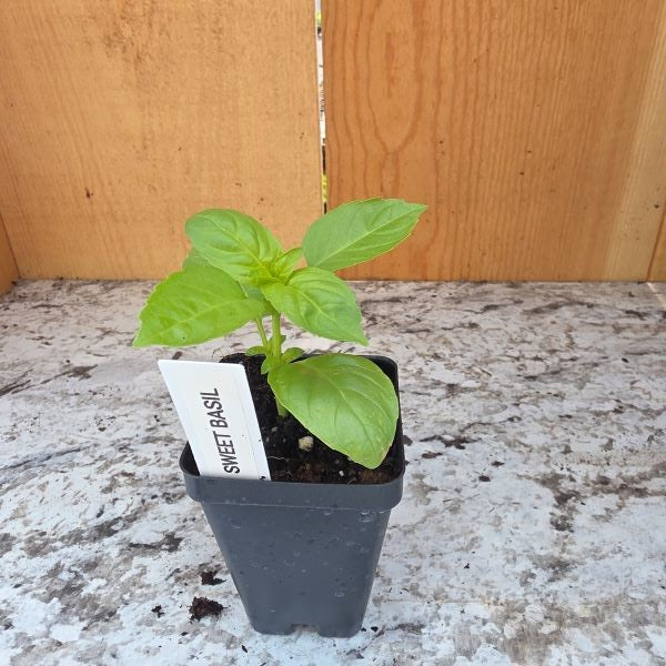 Sweet Basil Herb Plant