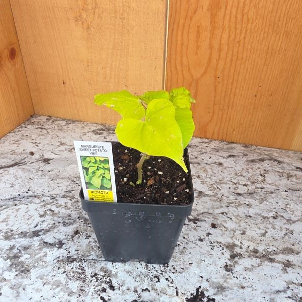 Sweet Potato Vine Marguerite Ipomea Plant