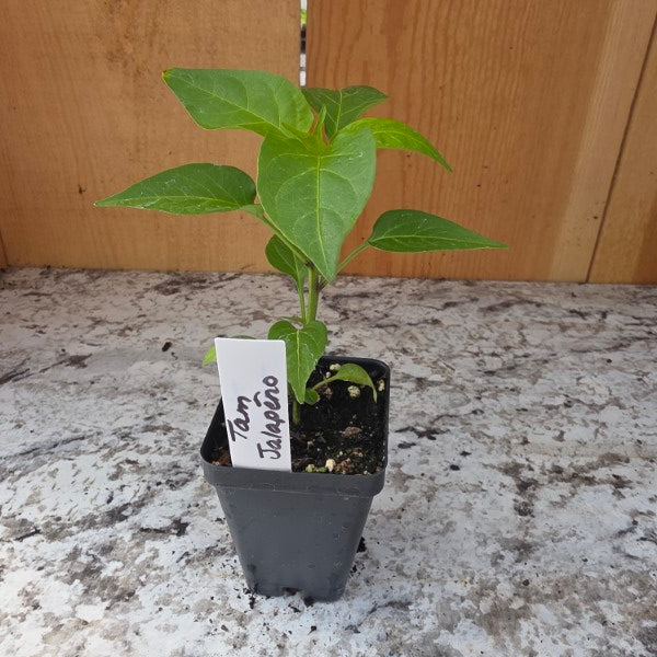 Tam Jalapeno Pepper Plant