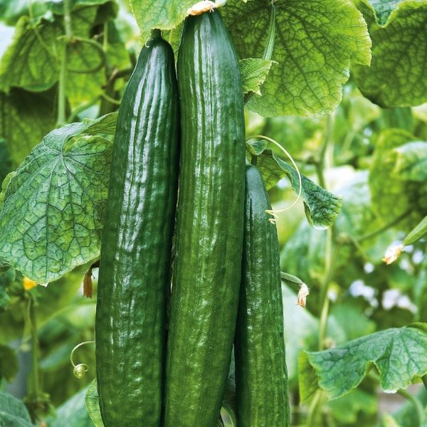 The Big Dill Cucumber Plant