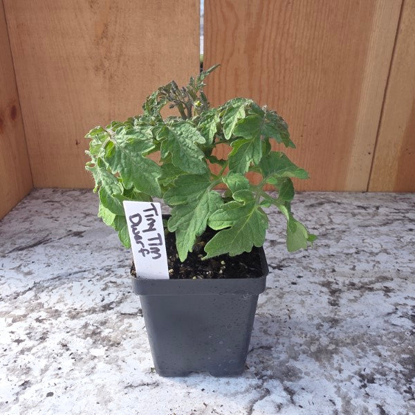 Tiny Tim Tomato Plant