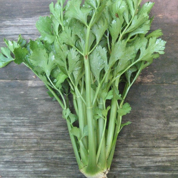 Celery Herb Plant