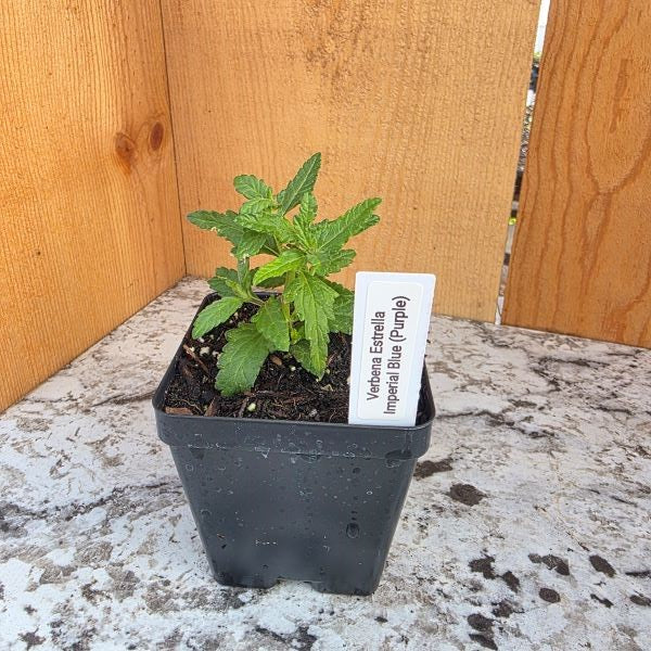 Verbena Estrella Series (3 colors)