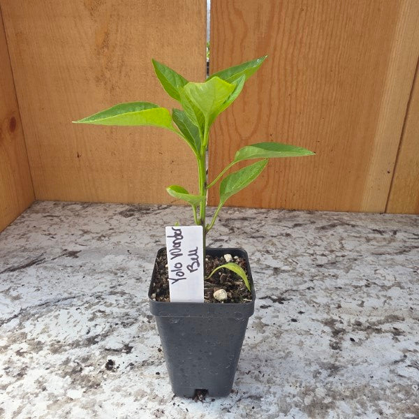 Yolo Wonder Bell Pepper Plant