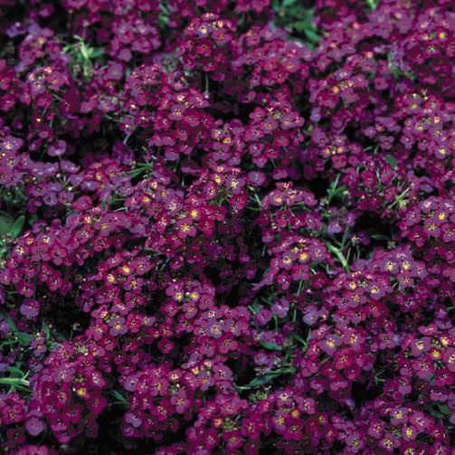 Alyssum Flower Plants -6 packs
