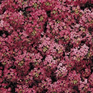 Alyssum Flower Plants -6 packs