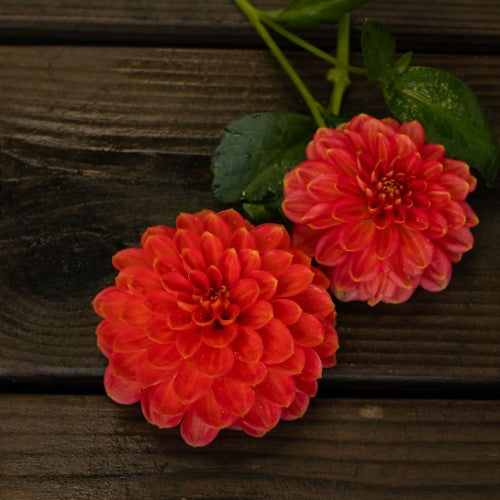 Benjamin Matthew Dahlia Tuber – Summerfield Acres