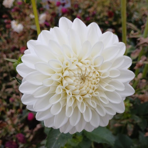 Blizzard Dahlia Tuber