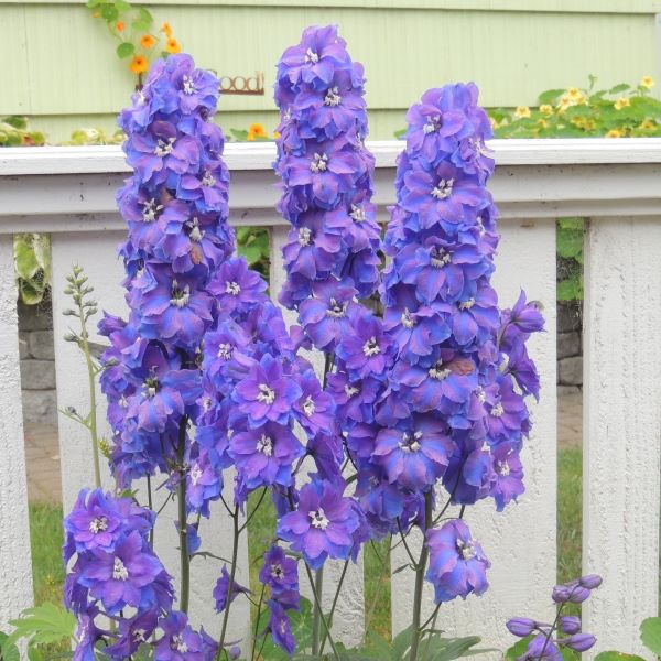 Pacific Giants Delphinium Perennial Plant