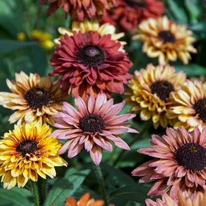 Rudbeckia Caramel Mix Plants- See options