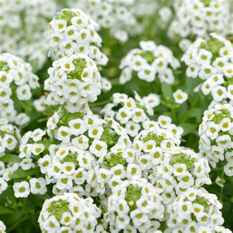 Alyssum Flower Plants -6 packs (select color)