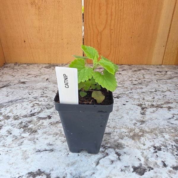 Catnip Herb Plant
