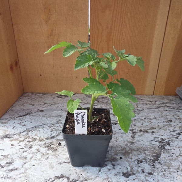 Cherokee Purple Tomato Plant