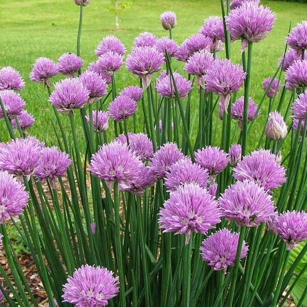 Chives Herb Plant