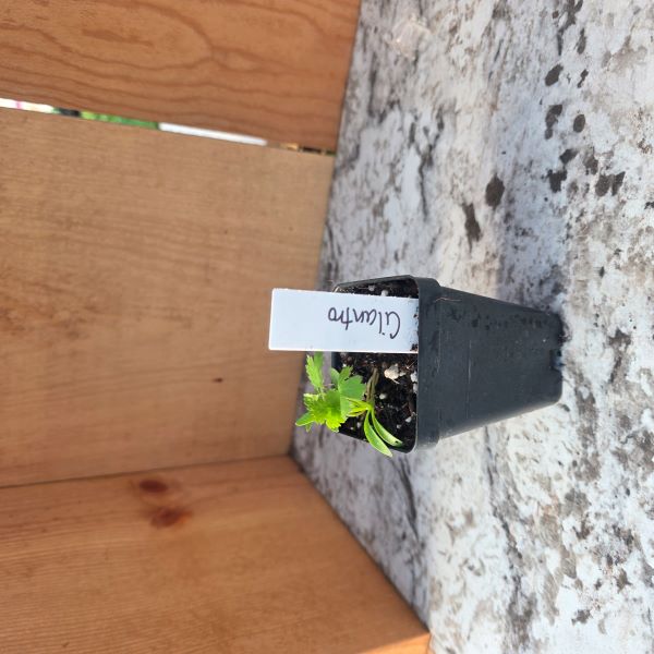 Cilantro Herb- See options