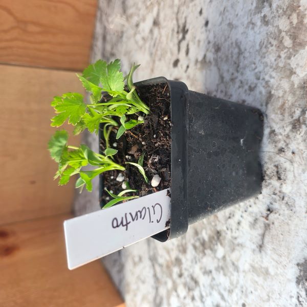 Cilantro Herb- See options