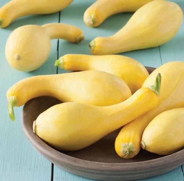 Crookneck Squash Plant