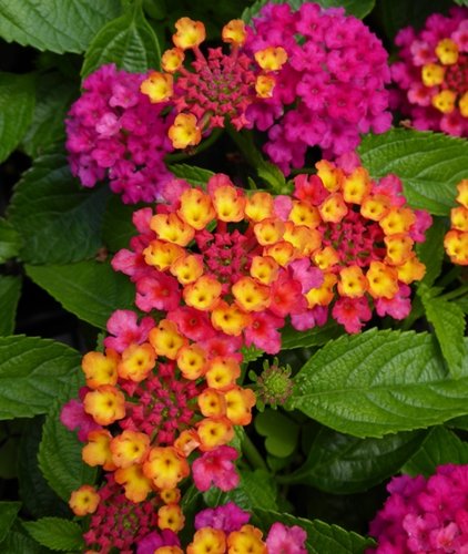 Deep Purple Lantana