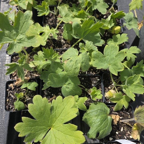 Pacific Giants Delphinium Perennial Plant
