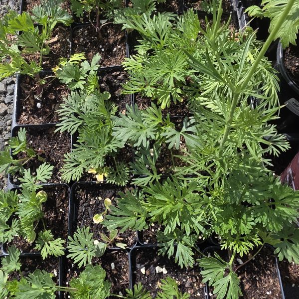 Imperial Delphinium Mix Perennial Plant