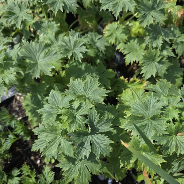 Pacific Giants Delphinium Perennial Plant