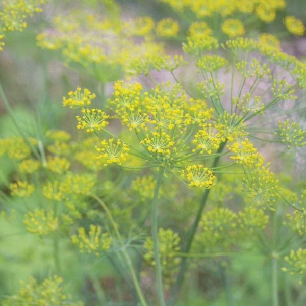 Dill Herb Plant- See Options