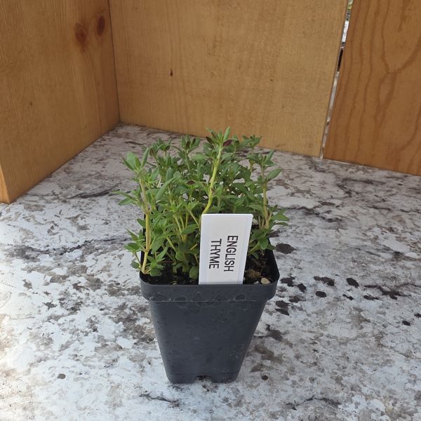 English Thyme Herb Plant