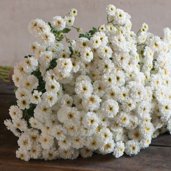 Feverfew Plant